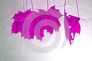 Skeleton leaf abstract background . sheet