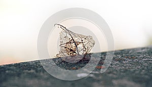 The skeleton of the leaf lies on the edge of the paving slabs, the background in defocus. Soft selective selective focus