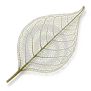 Skeleton leaf on a plain white background showcasing an intricate network