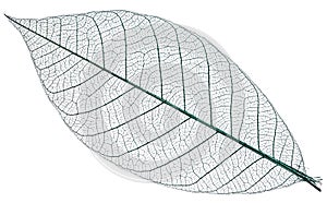 Skeleton of leaf on a white background. photo