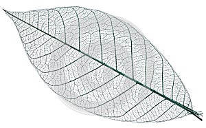 Skeleton of leaf on a white background.