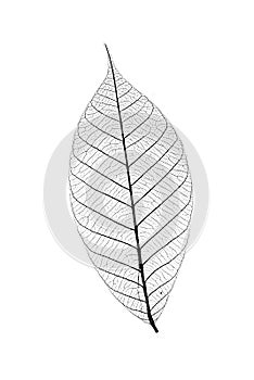 Skeleton of leaf on a white background.