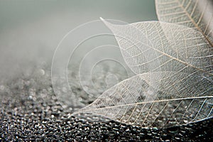 Skeleton leaves on a black abstract wet background.