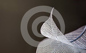 Skeleton leaves on blured background, close up