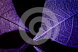 Skeleton leaves on blured background, close up