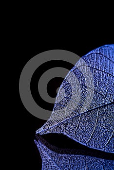 Skeleton leaves on blured background, close up