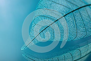 Skeleton leaves on blured background, close up