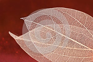 skeleton leaves.Skeletonized yellow leaf on red glitter background .Wallpaper phone shining glitter. Beautiful nature