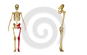 Skeleton: Left leg bones:Hip, Femur, Tibia, Fibula, Ankle and Foot bones