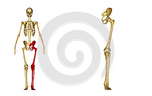 Skeleton: Left leg bones:Hip, Femur, Tibia, Fibula, Ankle and Foot bones photo