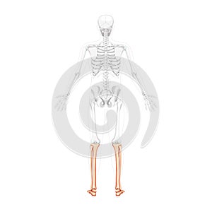 Skeleton leg tibia, fibula Foot Human back view with two arm open poses with partly transparent bones position realistic