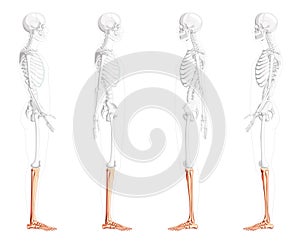 Skeleton leg tibia, fibula, Foot, Human side lateral view with with partly transparent bones position. Anatomically