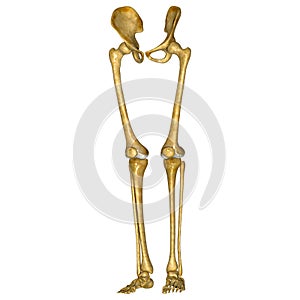 Skeleton legs