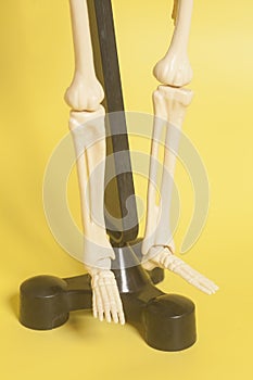 Skeleton legs