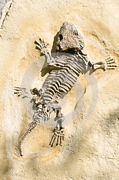 Skeleton of a lizard on a rock