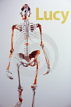 Skeleton of Lucy