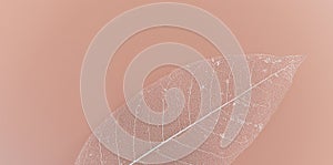 Skeleton magnolia leaf. abstract Ñomposition on coral pink background. cozy composition with space for text