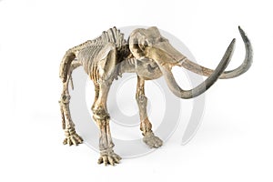 Skeleton of a mammoth