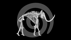 Skeleton mammoth elephant gyrating on black background