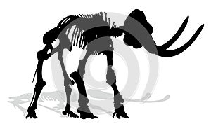 Skeleton of mammoth.