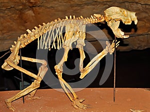 Skeleton of a Marsupial Lion in a cave photo