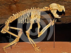 Skeleton of a Marsupial Lion in a cave