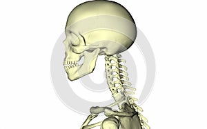 Skeleton skull on a white background. Anatomy. Skull on the side. Part of the body. Head. Neck. Shoulders. Bones. Medical