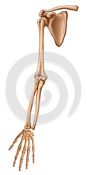 Skeleton membri superioris. Bones of the upper limb. Anterior view. Human anatomy.