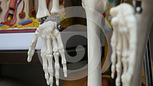 Skeleton model in class. close up of hands.