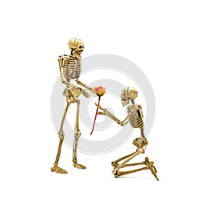 Skeleton model kneel proposal to girlfriend giving rose.