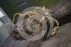 Skeleton of a monitor lizard inside a glass cube.