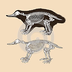 Skeleton monotremata vector illustration