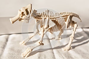 Skeleton of a monstrous animal photo