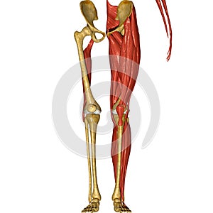 Skeleton and Muscles of Legs