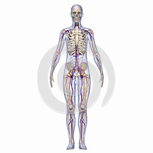 Skeleton with nervous system