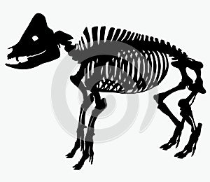 Skeleton of a pig vector