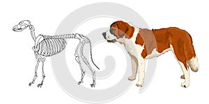 The skeleton of predatory mammal. St. Bernard. The anatomical features of dogs. Vector.