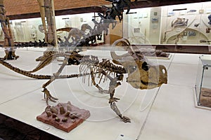 Skeleton of the protoceratops quadpie dinosaur. Paleontological Museum Moscow 2018 December 01