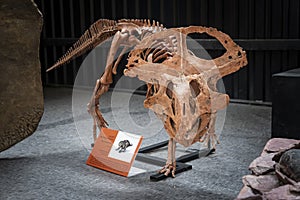 Skeleton of the protoceratops quadpie dinosaur. Paleontological Museum of Natural History Paleopark