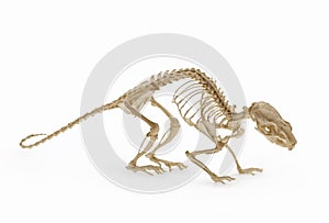 Skeleton of rat, an allowance of rodent zoology.