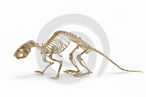 Skeleton of rat, an allowance of rodent zoology.