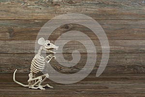 Skeleton rat on wood background
