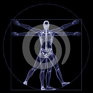 Skeleton X-Ray - Vitruvian