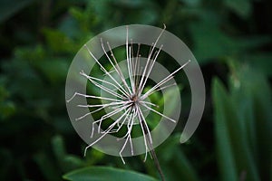 SKELETON REMNANT ON AN AGAPANTHUS FLOWER HEAD