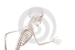 Skeleton running isolated on the white