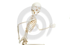 Skeleton running isolated on the white background