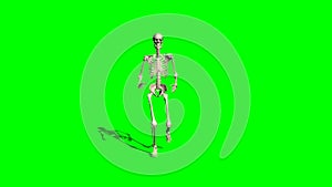 Skeleton runs - green screen