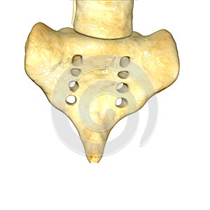 Skeleton Sacrum photo