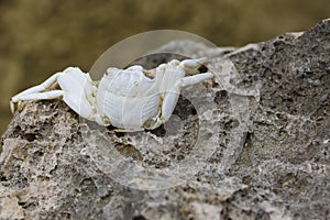 Skeleton of a Sally Lightfoot crab