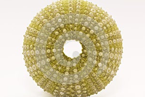 Skeleton of sea shell green echinoidea isolated on white background- macro